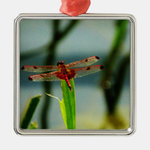 Gepunktetes Rotes und Schwarzes Dragonfly Silbernes Ornament