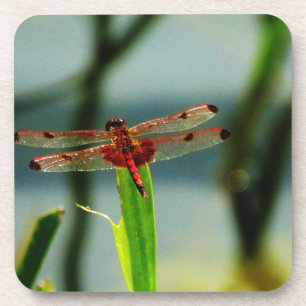 Gepunktetes Rotes und Schwarzes Dragonfly Untersetzer