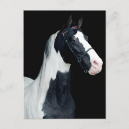 Gepunktetes Sattelpferd Postkarte