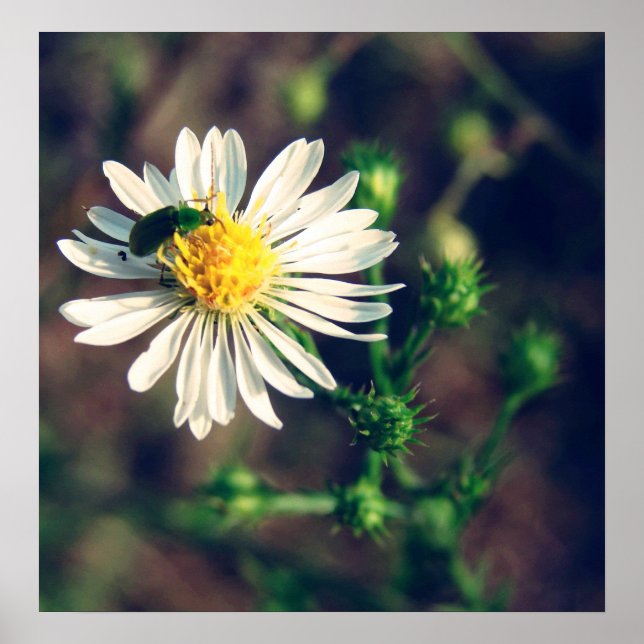 gequetscht poster (Vorne)