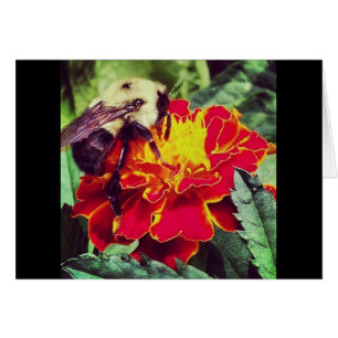 Gerade Biene-Ursache!