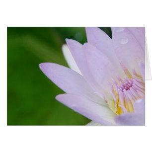 Gerade für Sie/Lotus in der Fotografie