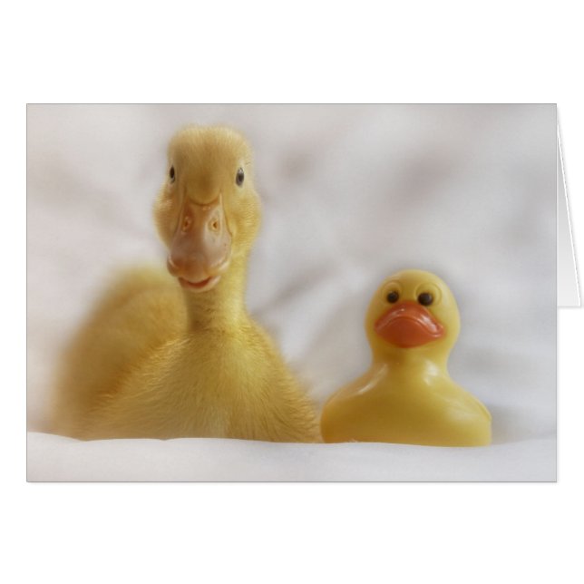 Geradeaussicht (Vorderseite (Horizontal))