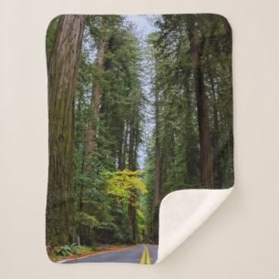 Geradewegs durch den Misty Redwood Forest-S Sherpadecke