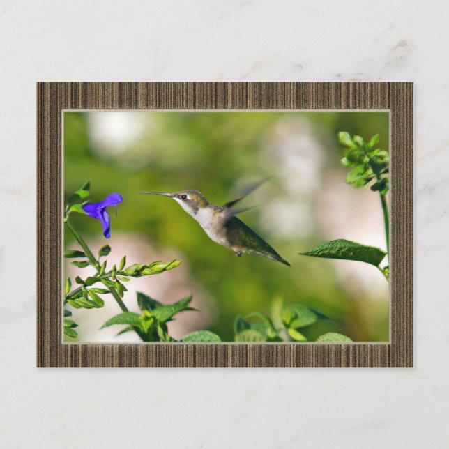 Gerahmter Hummingvogel Postkarte (Vorderseite)