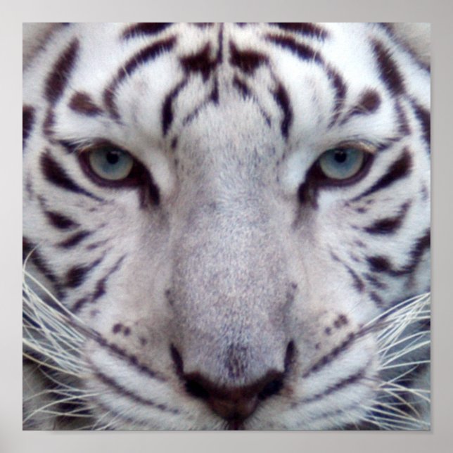 Gerahmtes White Tiger Poster (Vorne)