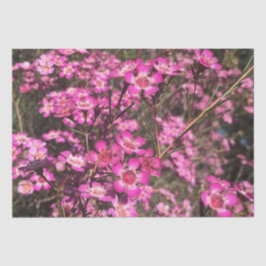 Geraldton Wax Seidenpapier