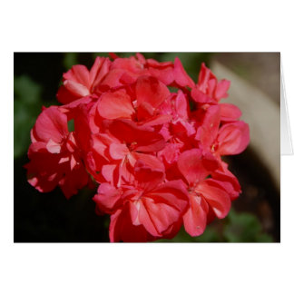 Geranium
