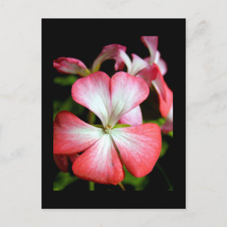 Geranium 'Alberta' Postkarte