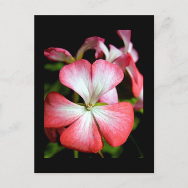 Geranium 'Alberta' Postkarte (Vorderseite)