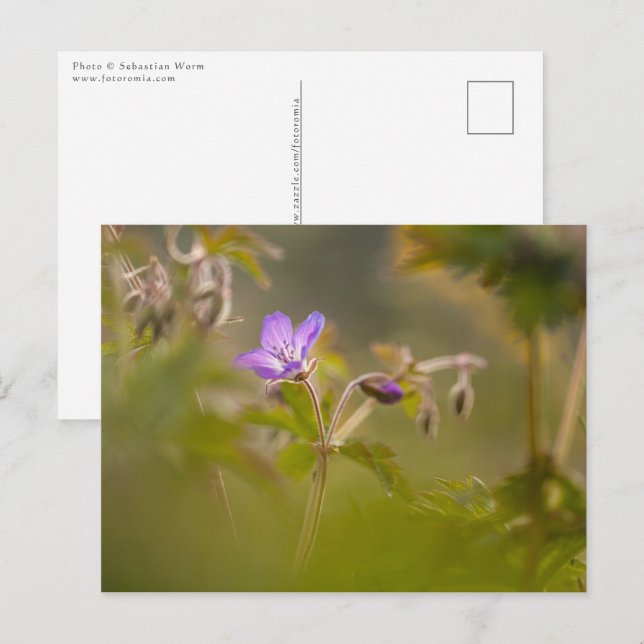 Geranium Blossom Natur Foto Postkarte (Vorne/Hinten)