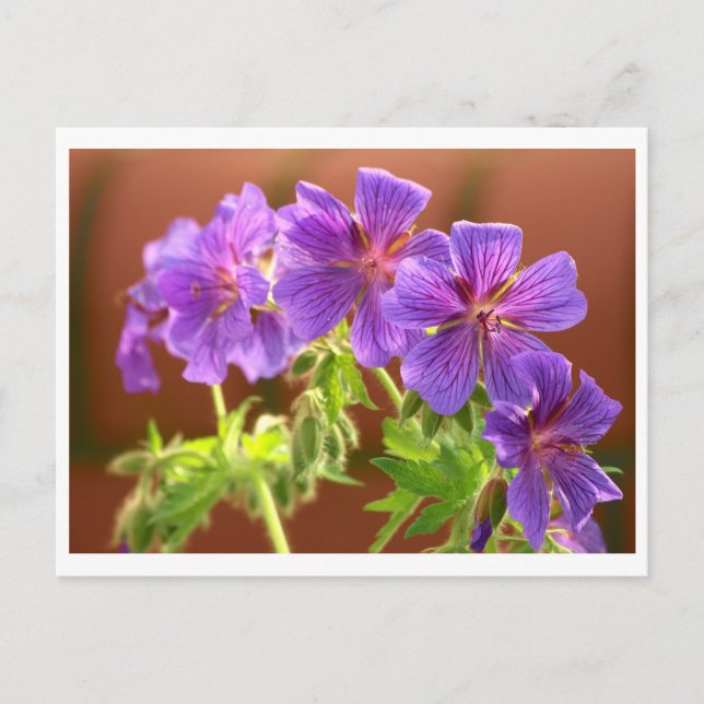 Geranium Blume Postcard Postkarte (Vorderseite)