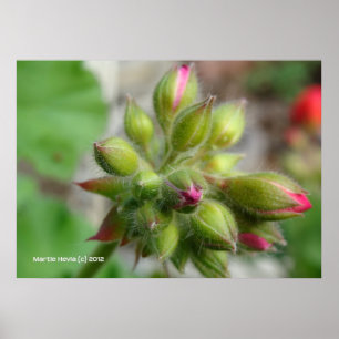 Geranium Buds Poster