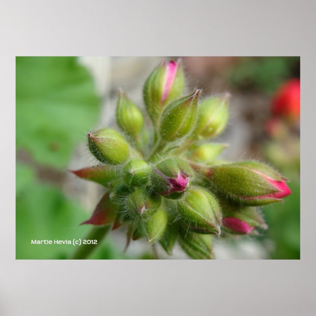 Geranium Buds Poster (Vorne)