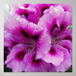 Geranium Care Poster