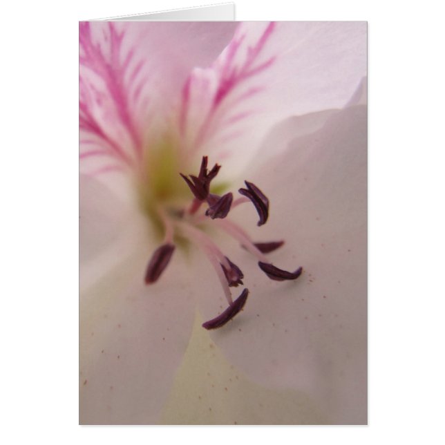 Geranium Center Card (Vorne)