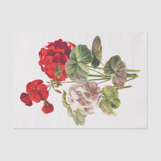Geranium, Dcoupage Seidenpapier (Vorderseite)