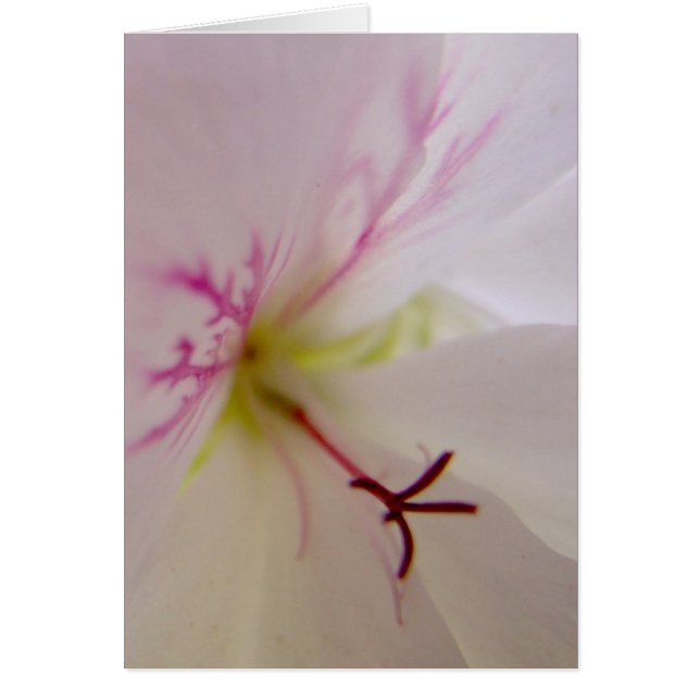 Geranium Detail Card (Vorne)