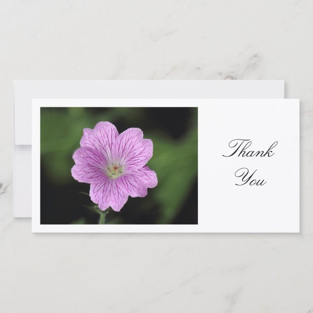 Geranium Endressii - Danke (Vorderseite)