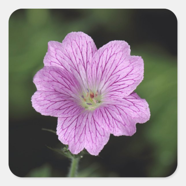 Geranium Endressii Quadratischer Aufkleber (Vorderseite)