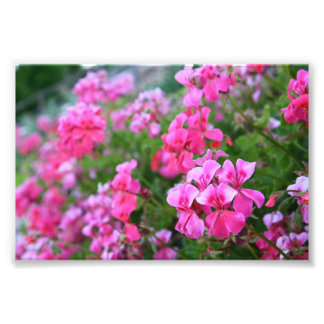Geranium Foto Print