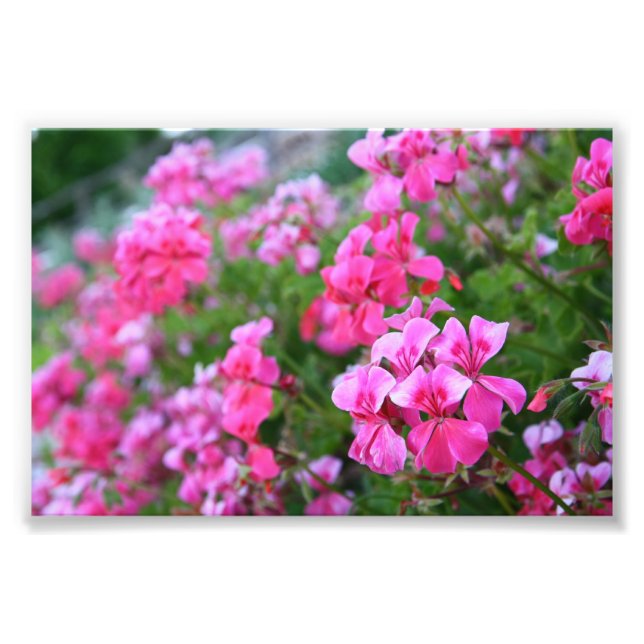 Geranium Foto Print (Vorne)