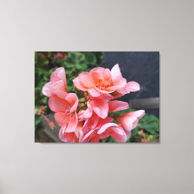 Geranium Garden Blume Canvas Print Leinwanddruck (Vorderseite)