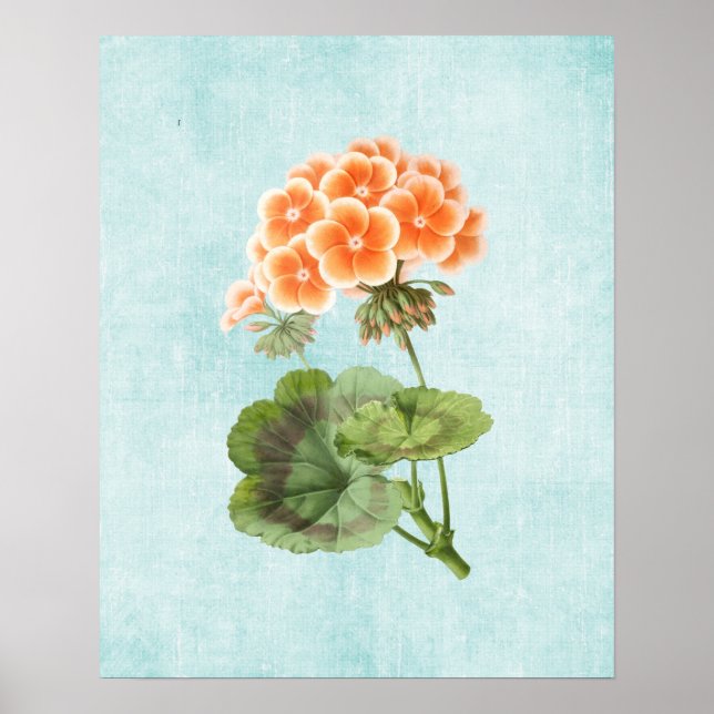 Geranium-Illustration auf gealtertem Denim Poster (Vorne)