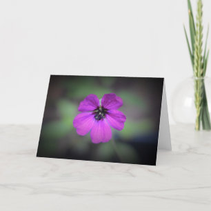Geranium, Karte
