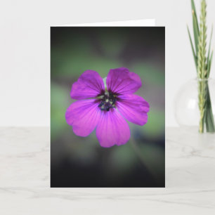 Geranium, Karte