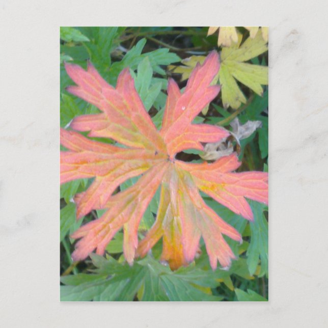 Geranium Leaf Postcard Postkarte (Vorderseite)