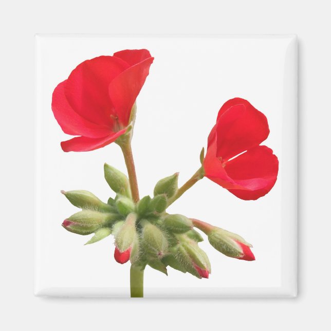 Geranium Magnet (Vorne)