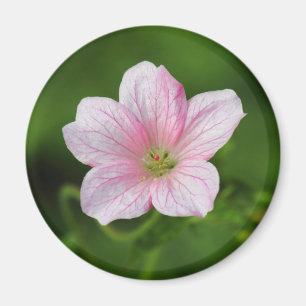 Geranium Magnet