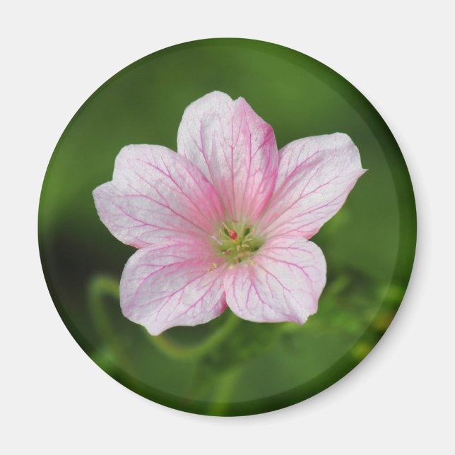 Geranium Magnet (Vorne)