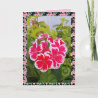 Geranium Pelargonium Blumengarten