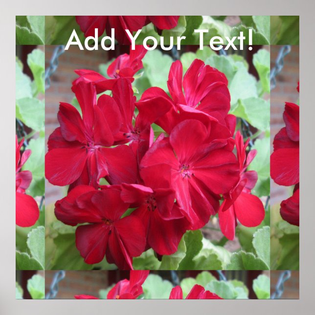 Geranium Pflanze Red Floral Poster (Vorne)