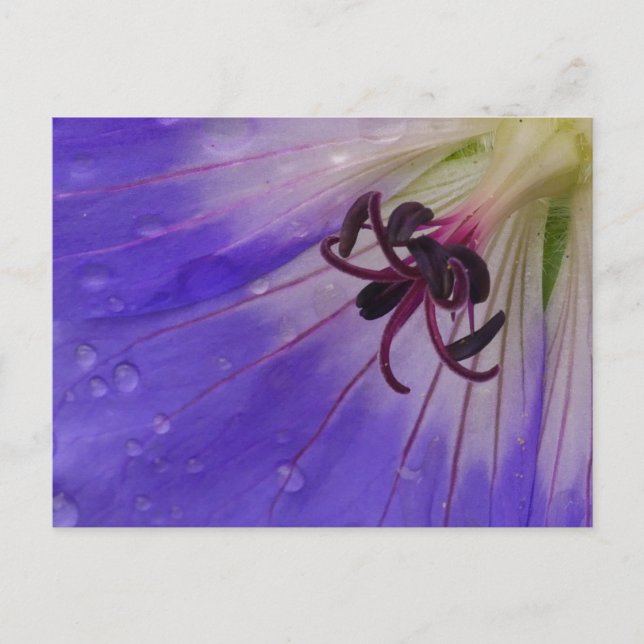 Geranium Postcard Postkarte (Vorderseite)