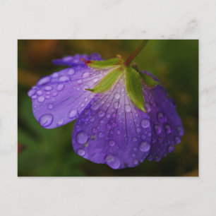 Geranium Postcard Postkarte