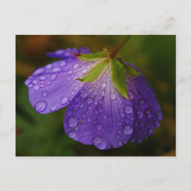 Geranium Postcard Postkarte (Vorderseite)