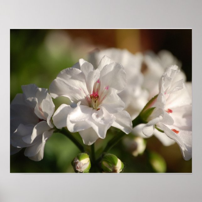 Geranium Poster (Vorne)