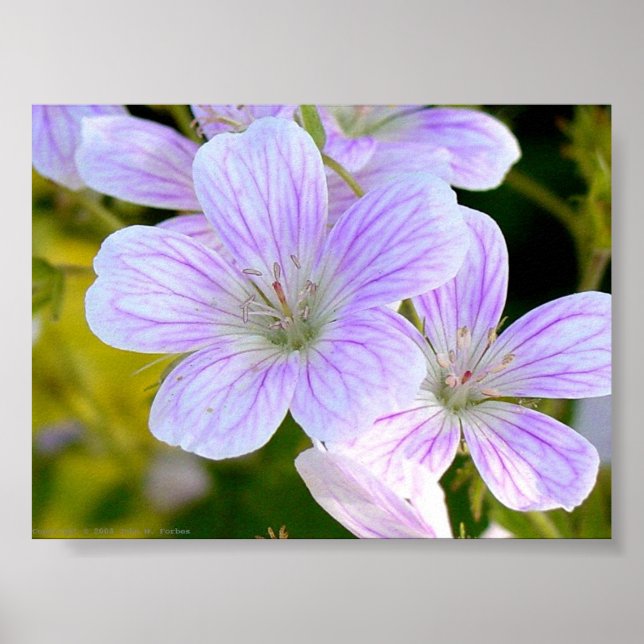 Geranium Poster (Vorne)