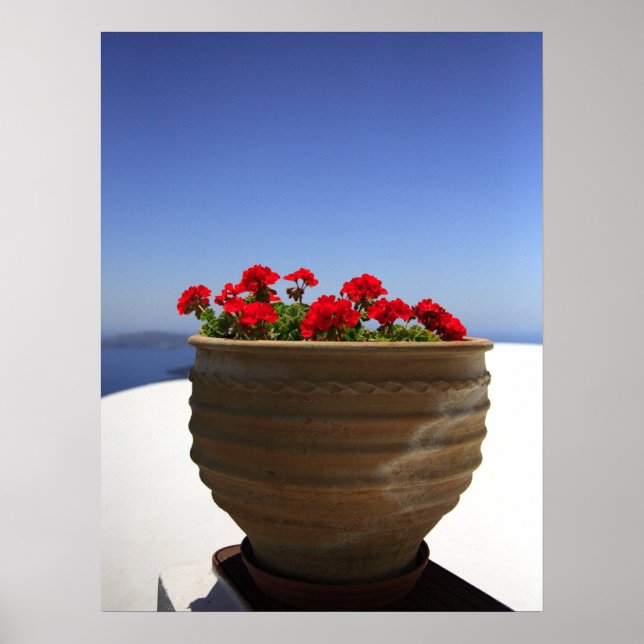 Geranium Poster (Vorne)