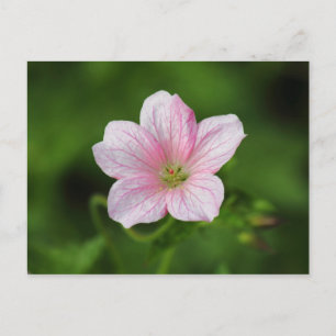 Geranium Postkarte