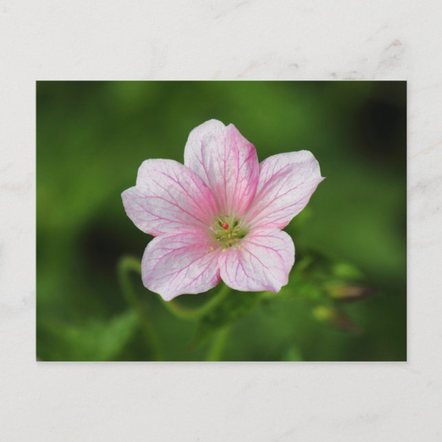 Geranium Postkarte (Vorderseite)