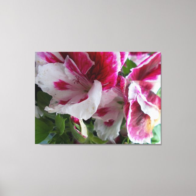 Geranium Stretched Canvas Print Leinwanddruck (Vorderseite)