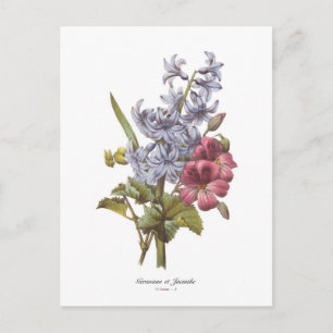 Geranium und Hyacinth Postkarte