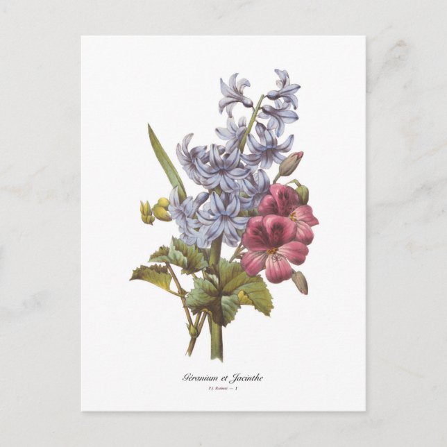 Geranium und Hyacinth Postkarte (Vorderseite)
