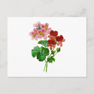 Geranium Variete von Pierre Joseph Redoute Postkarte