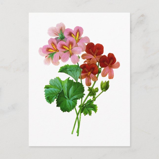 Geranium Variete von Pierre Joseph Redoute Postkarte (Vorderseite)