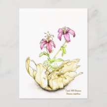 Geranium wildflower watercolor
